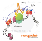 上海近岸蛋白Novoprotein分子